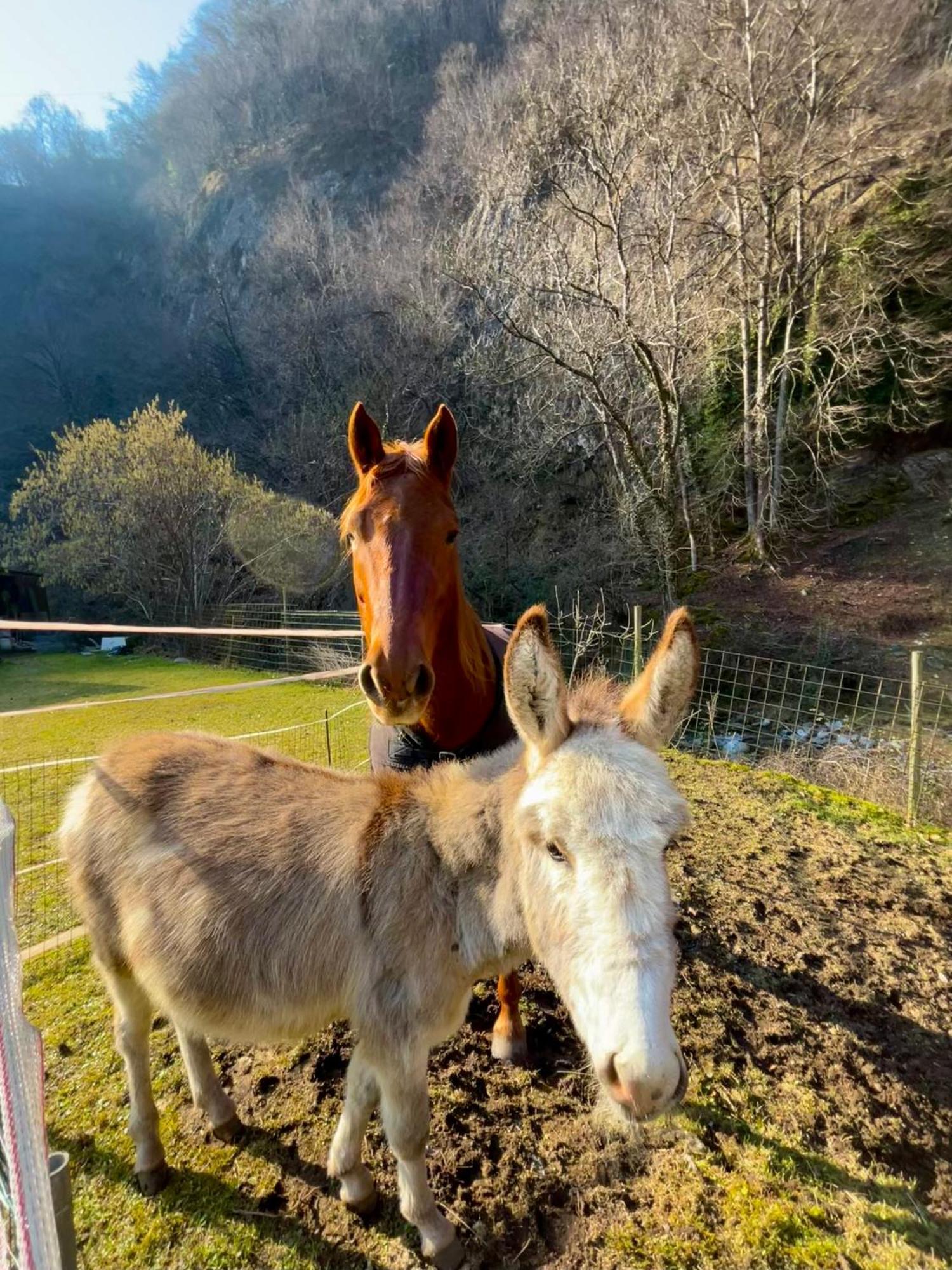 La Vecchia Chioderia Vakantieboerderij Grandola ed Uniti